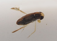 Sigara lateralis